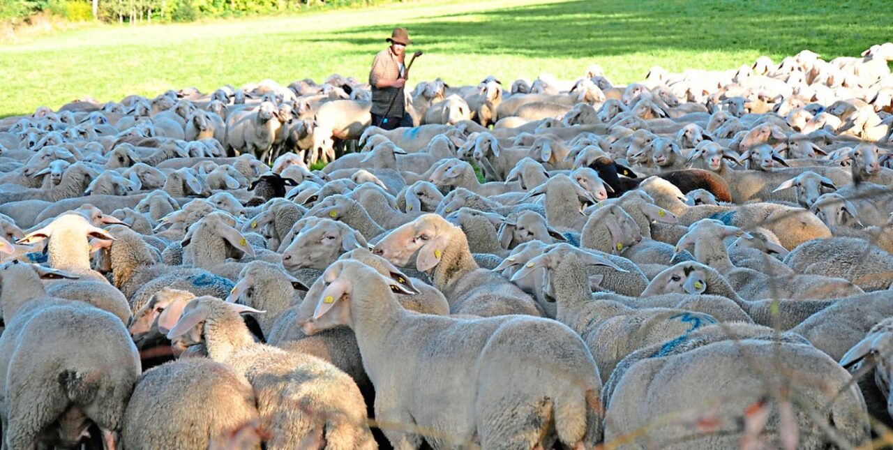 Viel mehr als Schäfchen zählen