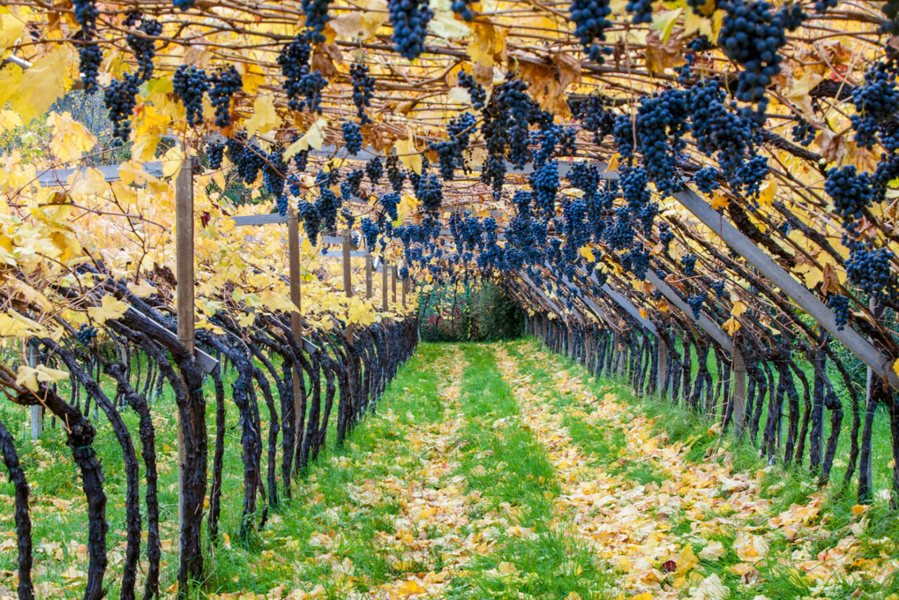 Musikalische Weinbäuerin in Südtirol