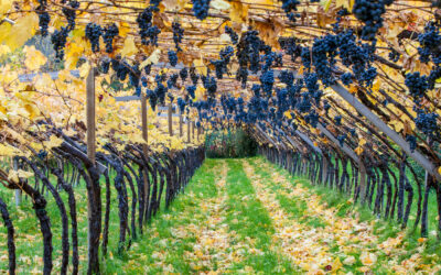 Musikalische Weinbäuerin in Südtirol