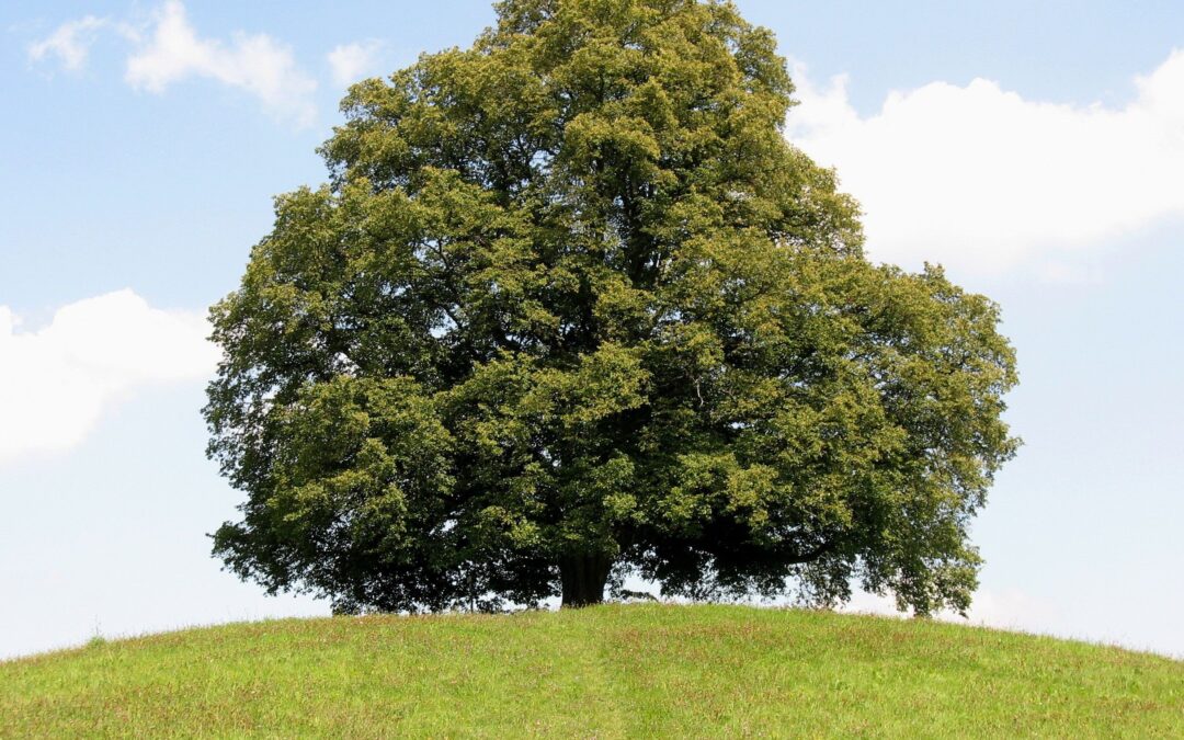 …, da steht ein Lindenbaum.