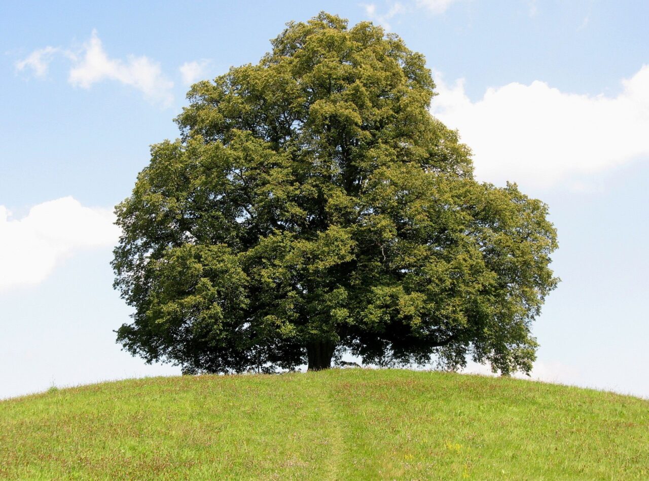 …, da steht ein Lindenbaum.